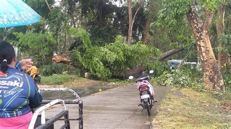 90-year-old na puno ng Narra nabuwal sa Brooke's Point