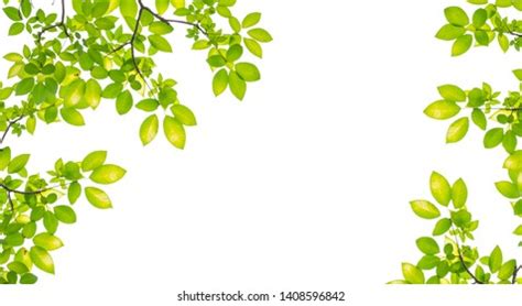 Tree Leaf Frame On White Background Stock Photo 1408596842 Shutterstock