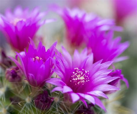 Best Flowering Cacti 8 Stunning Varieties Homes And Gardens