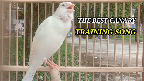 Masteran Kenari Gacor Dor Training Make Your Canary Singing