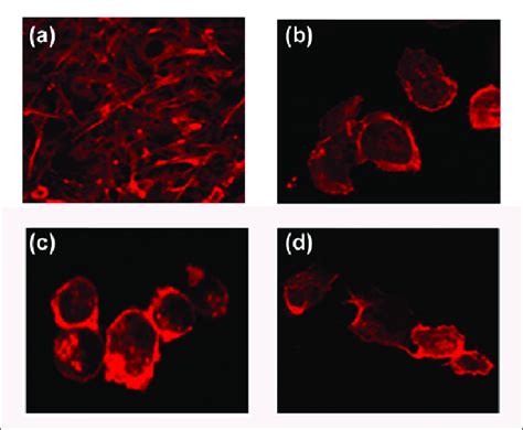 Confocal Fluorescent Micrographs Of Cells After Phalloidin