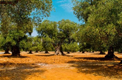 Mediterranean Olive Field With Old Olive Tree Stock Photo Image Of