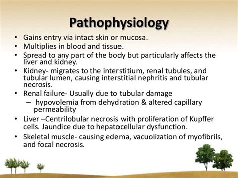 Leptospirosis