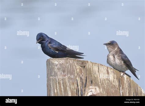 Nesting Purple Martins Stock Photo - Alamy