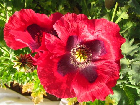 Poppy – Hungarian Breadseed | Homeward Bounty Farm