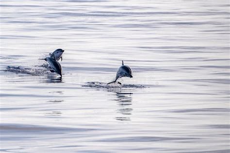 Baby Newborn Dolphin while Jumping in the Sea at Sunset Stock Photo - Image of hopping, ocean ...