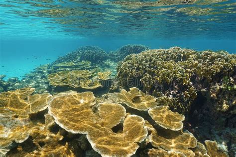 Paisaje Marino Subacuático De Un Mar Del Caribe Del Arrecife De Coral