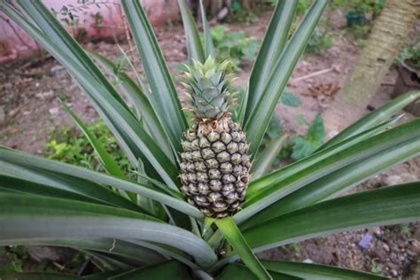 A Detailed Guide To All The Pineapple Growing Stages