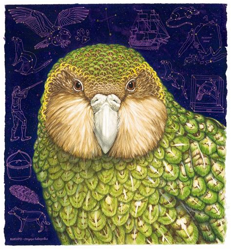 Kakapo / Strigops habroptilus - Jo Ogier