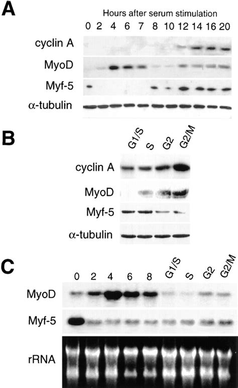 MyoD And Myf 5 Are Subject To Different Cell Cycle Dependent