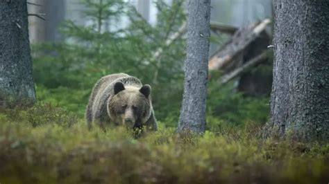 Bärenangriff Auf Menschen Vermeiden Bzw Richtig Reagieren