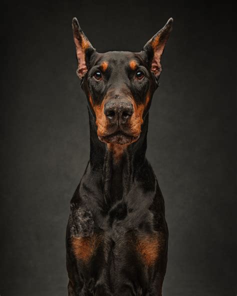 How Do You Photograph Dog Portraits