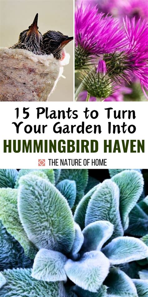 Plants To Turn Your Garden Into Hummingbird Haven Habitat Garden