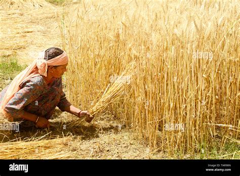 Female farmer harvesting wheat crops in a wheat field Stock Photo - Alamy