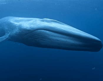 Blue Whale Facts for Kids - Facts Just for Parents, Teachers and Students