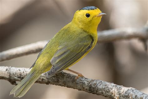 Wilsons Warbler Male Spring Jeremy Meyer Photography