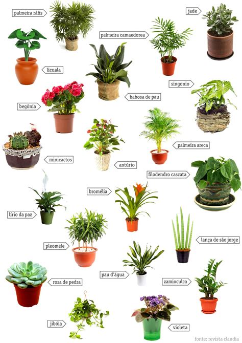 Todos Os Tipos De Plantas E Seus Nomes FDPLEARN