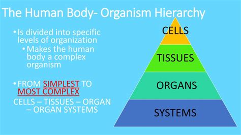 Levels Of Structural Organization Ppt Download