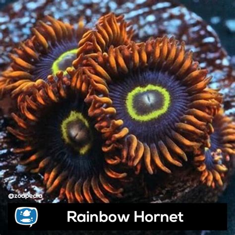 Vibrant Rainbow Hornet Zoanthus