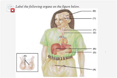 Ch 13 The Endocrine System Quiz Flashcards Quizlet