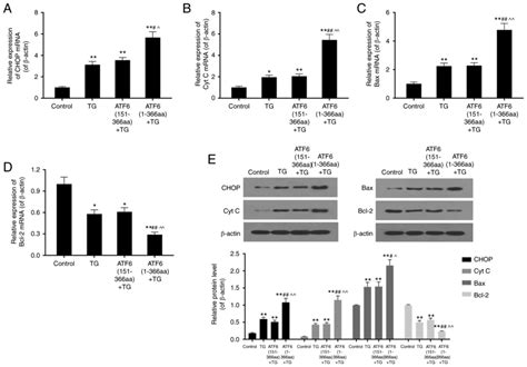 High Expression Of Active Atf Aggravates Endoplasmic Reticulum Stress