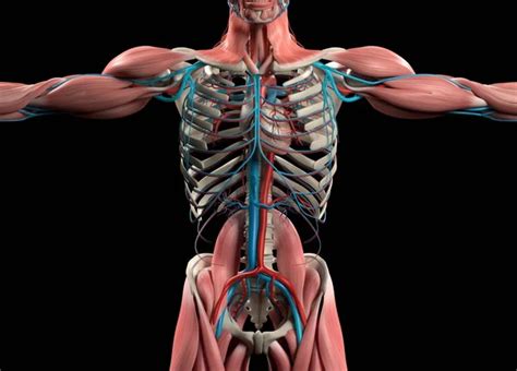 Human Anatomy With Front View Of Full Body Showing Muscular System And