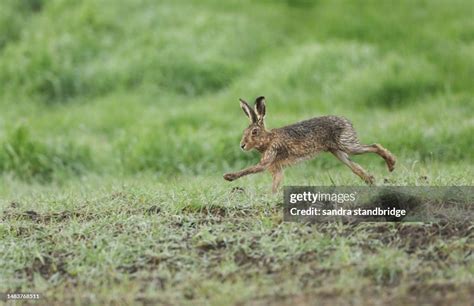 A Stunning Brown Hare Running Across A Field During Breeding Season