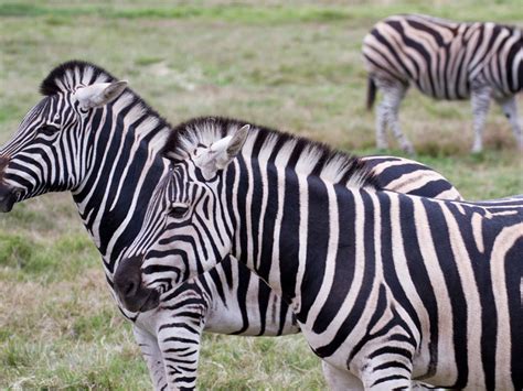 Zebras Having Sex Telegraph