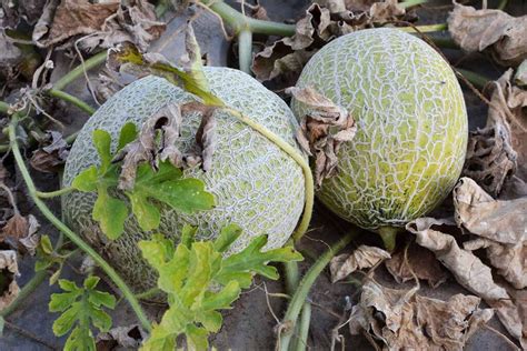 How To Plant And Grow Muskmelons Gardeners Path