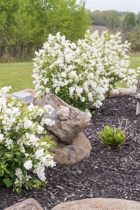 White Summer Snowflake Viburnum Flowering Shrub Creative Cain Cabin