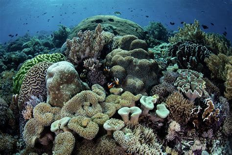 A Beautiful And Healthy Coral Reef Photograph By Ethan Daniels Pixels