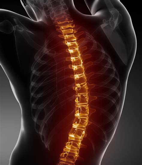 What is the Spine? (with pictures)