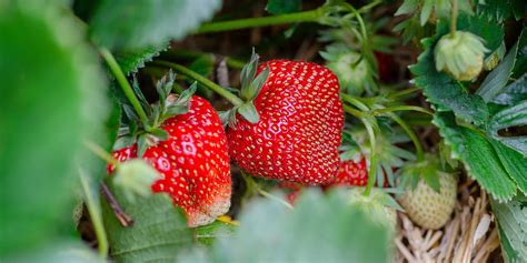 Quelles variétés de fraisiers planter au jardin pour avoir les