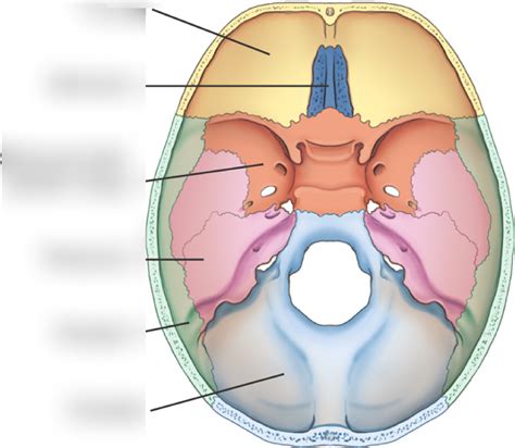 Cranium Superior Cutaway View Diagram Quizlet