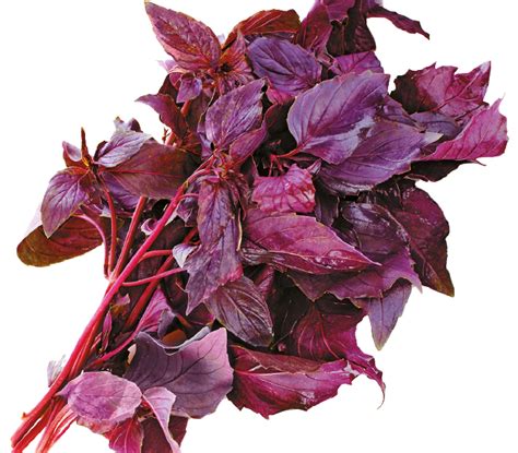 Виды и сорта базилика с фото и описанием: какие бывают разновидности ...