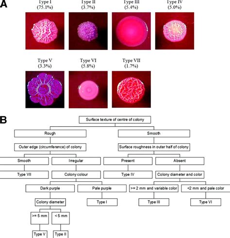 Seven Unique B Pseudomallei Colony Morphotypes On Ashdowns Agar