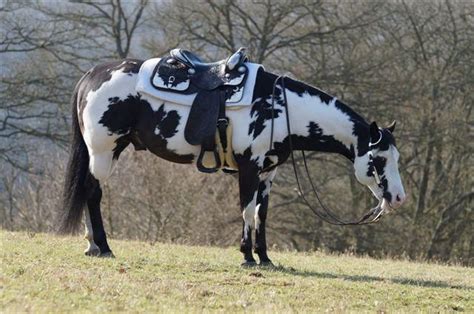 American Paint Horse Stallion Colonel Coosader