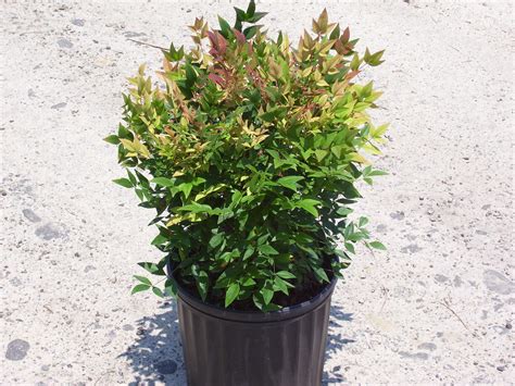 Compacta Nandina Dallas Stone Yard And Landscape Supply Outdoor Warehouse Supply