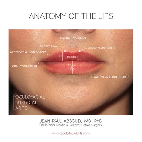 Lip Augmentation And Enhancement Anatomy Of A Perfect Pout