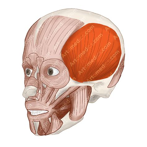 Temporalis Muscle: a Powerful chewing muscle - Artomedics Studio