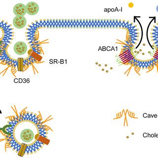 Pdf The Role Of Caveolae In Endothelial Dysfunction