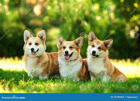 Three Red Welsh Corgi Pembroke Dogs Outdoors On Green Grass Stock Image