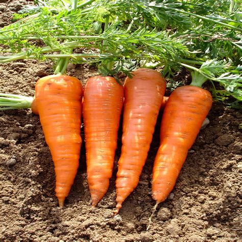 Carotte Chantenay à Coeur Rouge Vente En Ligne Au Meilleur Prix