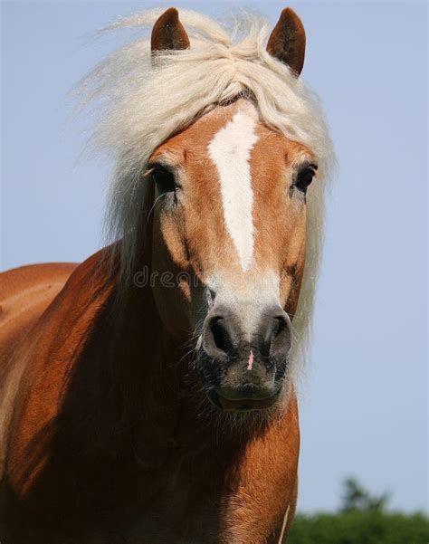 Beautiful Haflinger Horse Head Portrait On The Paddock Stock Photo