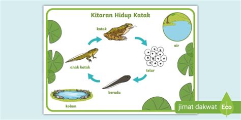 Poster Kitaran Hidup Katak Teacher Made Twinkl