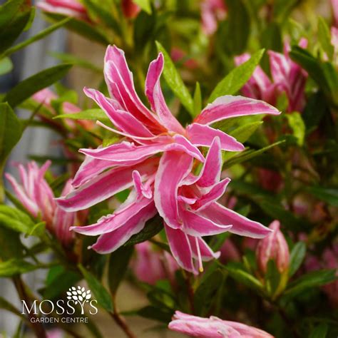 Rhododendron Pink Spider 50cm Mossys Garden Centre