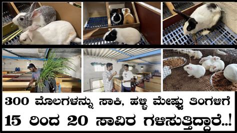 Rabbit Farming In Kannada How To Make Money From Rabbit Farming