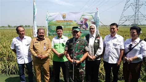 Kasad Panen Raya Padi Unggulan Di Karawang