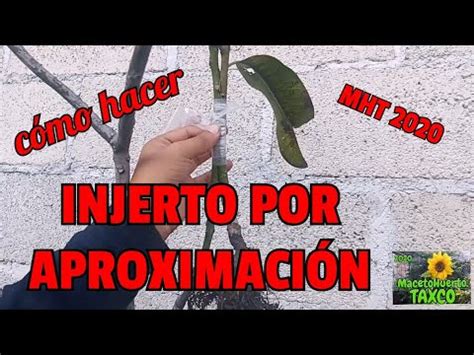 Como Hacer Un Injerto Facil Injerto Por Aproximaci N How To Graft A