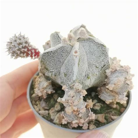 Astrophytum Myriostigma Cv Fukuryu Haku Jo F Prolifera Cm